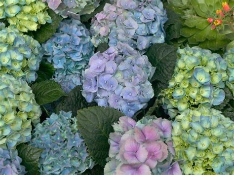 Hydrangea Blossoms Pantheon Superstock Poster Size Prints Photo
