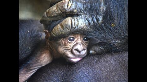 El Nuevo Bebé Gorila Nacido En Bioparc Valencia Es Un Macho Y Se Llama