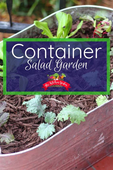 Easy Container Salad Garden Container Herb Garden Container