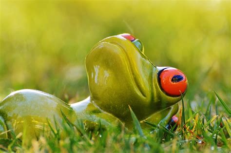 Frog Meadow Relaxed Free Photo On Pixabay Pixabay