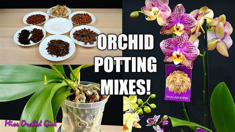 What Is The Best Potting Mix For Your Orchid Learn About Orchid