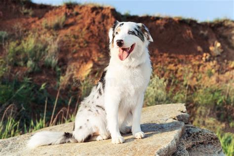 Happy Australian Shepherd Aussie Dog Sitting On A Large Rock On A