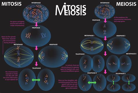 Graphic To Compare The Process Of Mitosis And Meiosis Mitosis