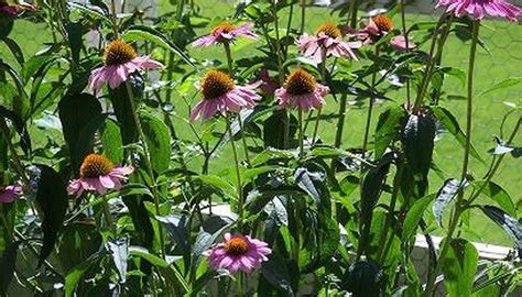 How To Prune Eastern Purple Coneflower Garden Guides