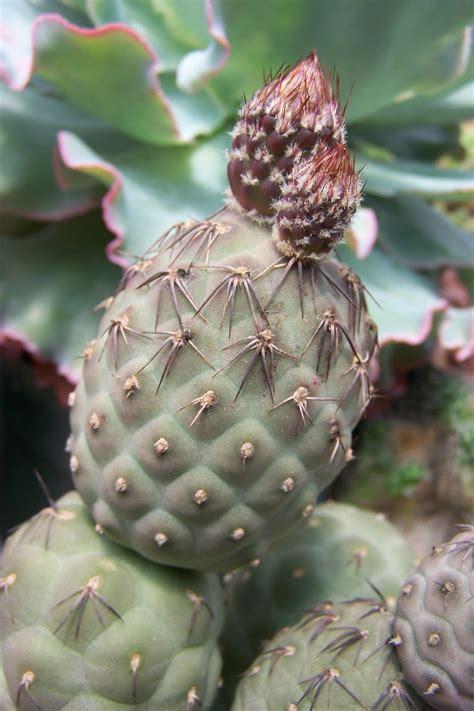 Oregon Cactus Blog Tephrocactus Alexanderi Var Geometricus