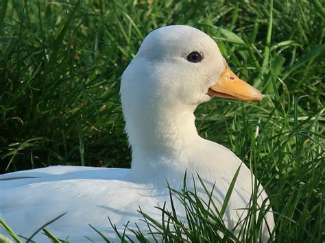 12 Best Homestead Duck Breeds You Need To Raise