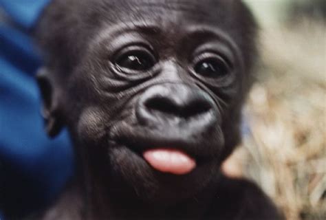 Animalsprimatesgorillasnurserydottyphotopage1htm Baby Gorillas