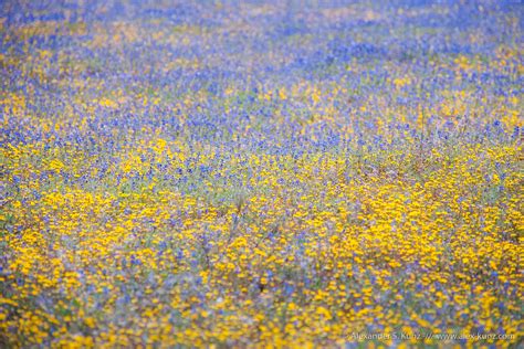 Blue And Yellow Alexander S Kunz Photography