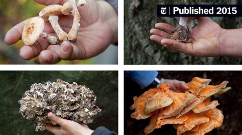 Sex Death And Mushrooms The New York Times