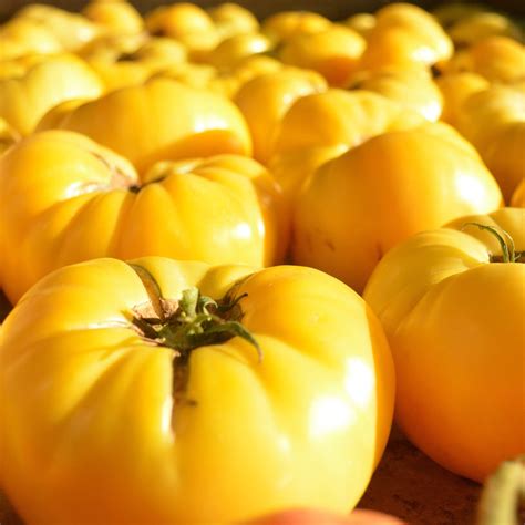 Dixie Golden Giant Tomato Thresh Seed Co