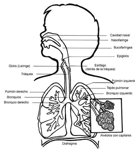 Sistema Respiratorio Para Colorear Cuerpo Humano