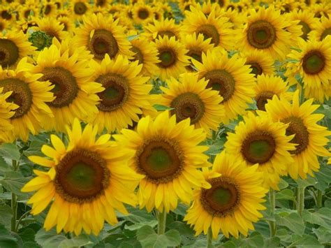Sunflowersbing Images Fall Pictures Nature Garden Pictures