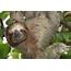 Three Toed Sloth At Silver King Fishing Lodge In Costa Rica 