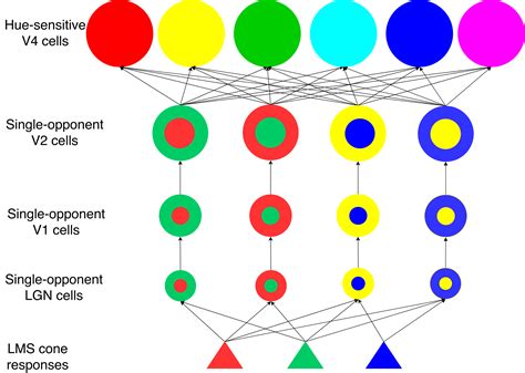 Color Opponent Mechanisms For Local Hue Encoding In A Hierarchical Framework DeepAI