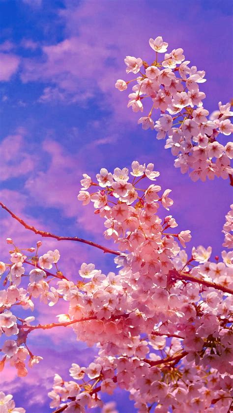 2k Free Download Cherry Blossom Flower Cherry Blossom White