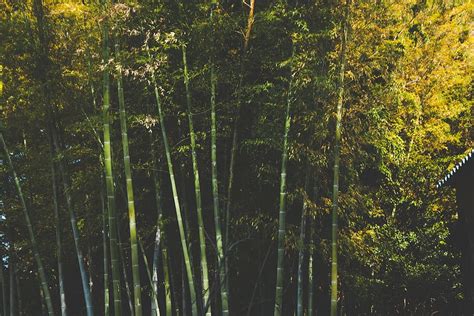 Page 3 Bamboo Leaves 1080p 2k 4k 5k Hd Wallpapers Free Download