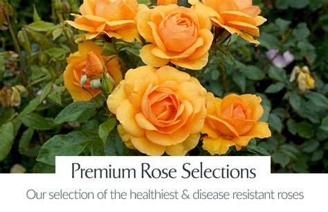 Treloar Roses Australias Largest Rose Production Nursery