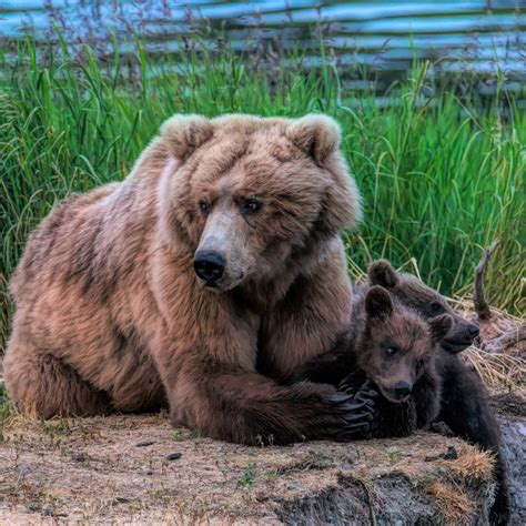 Watchful Mama Grizzly With Cubs