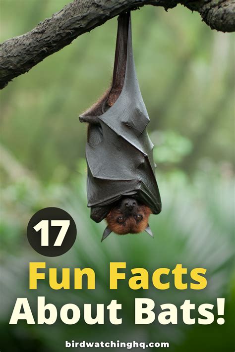 17 Fun Facts About Bats You Cant Resist 2021 Bird Watching Hq In