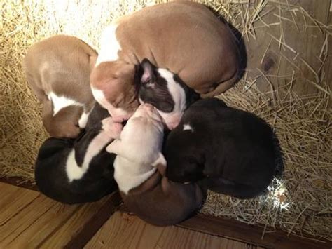 Well, a female puppy can produce a litter. Razors edge and jeep/gator pitbull puppies! for Sale in ...