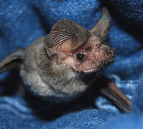 Everything You Never Knew You Needed To Know About Bats