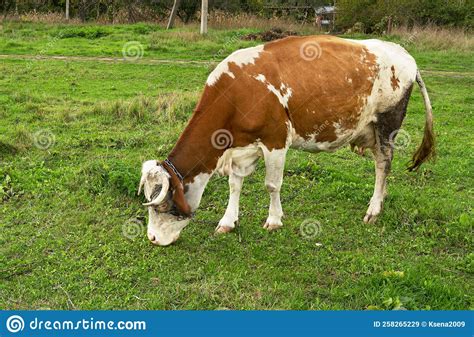 Cow Grazing In The Meadow On A Sunny Day Stock Image Image Of Meadow Cattle