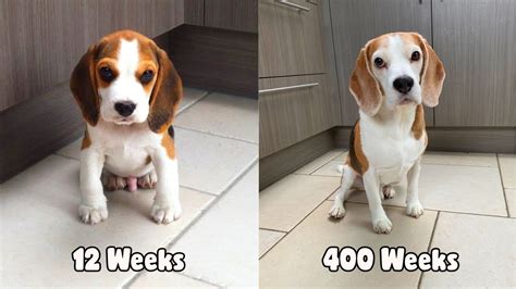 My Beagle Dog From 12 Weeks To 8 Years Old In Under 3
