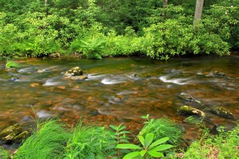 Free Images Tree Forest Sky Flower River Pond Stream Green