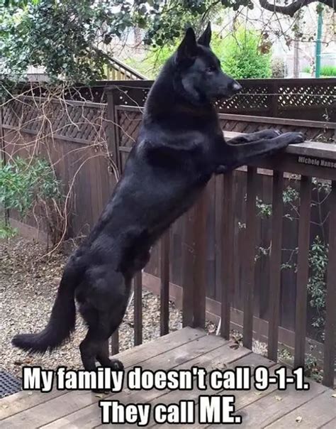 50 Best German Shepherd Memes Of All Time Page 11 Of 12 The Paws