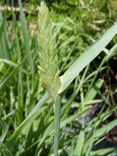 They have a keen sense of smell. PETS - DOG GRASS (Agrospyron canina)