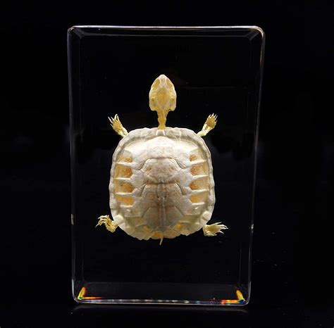 Real Turtle Skeleton Specimen In Acrylic Block Paperweights Science