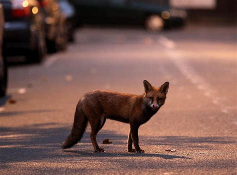 Urban Foxes Are Growing More ‘similar To Domesticated Dogs Research