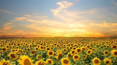 22 Sunflower Field Wallpapers Wallpaperboat