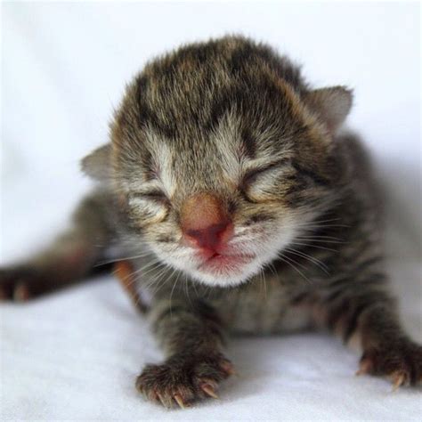 Animals On Instagram Newborn Kitten😻 Newborn Kittens Kitten Animals