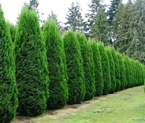 Fastest Growing Leyland Cypress Privacy Plant By Danielsmack Medium