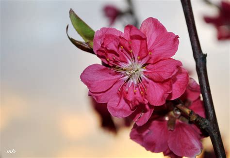 + là một loài hoa đẹp, hoa đào là biểu tượng của mùa xuân. COTG-31: Hoa đào ngày Tết | Just Flowers 2