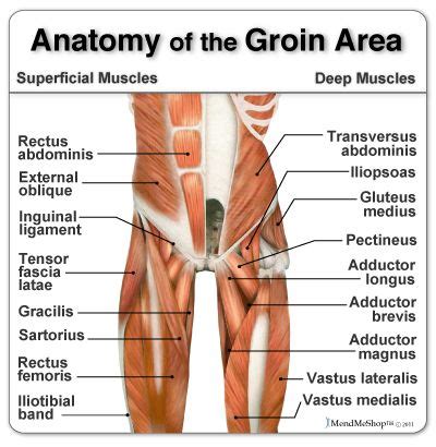 Sorry, we could not find a match for that location. Anatomy of the Groin Area - home to some of the more ...
