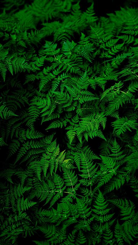 Leaves Plant Green Wallpaper 1080x1920