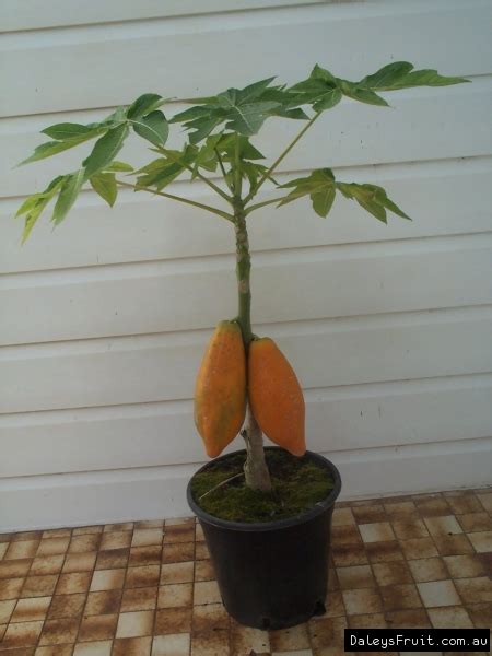 Pawpaw Cutting Grown Southern Red Tree