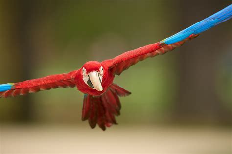 How To Photograph Birds In Flight With Sharp Results Camera Settings