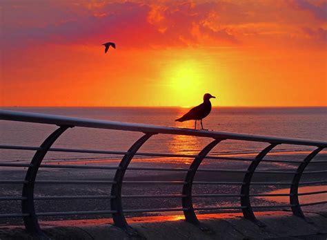 Sunset Seagull Photograph By Philip Openshaw Fine Art America