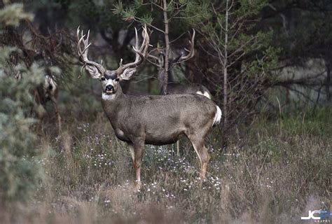 Mule Deer Wildlife Photography New Mexico True In Ramah — Jason Collin