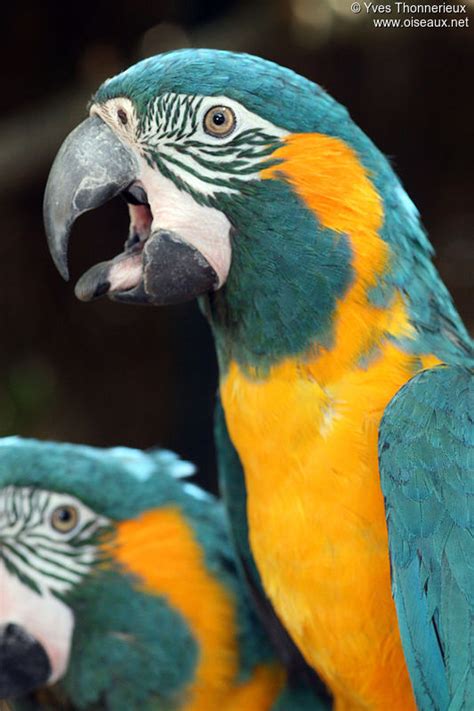 Blue Throated Macaw Ara Glaucogularis Adult Yvth23482