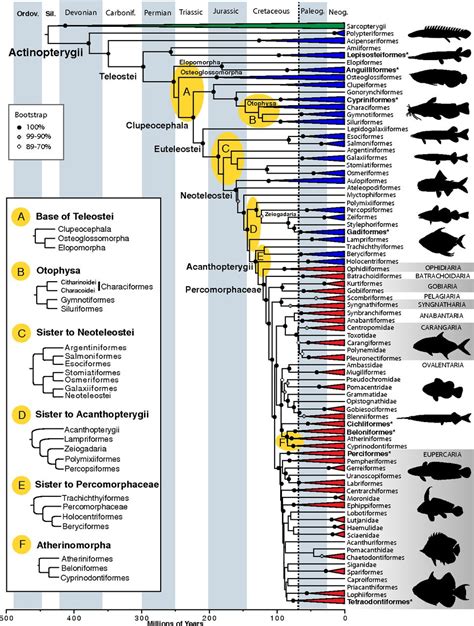 Actinopterygii Phylogenetic Tree