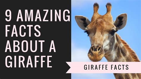 Below are some amazing and interesting facts about antarctica animals. Giraffe Facts | Interesting Facts About Giraffes - YouTube