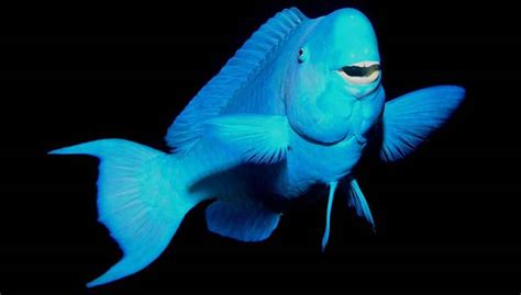 Fish Index Blue Parrotfish Scarus Coeruleus