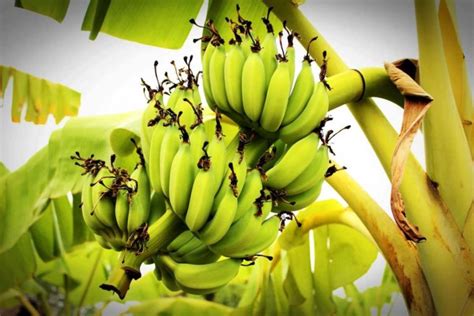 Organic Banana Farming Cultivation Practices Agri Farming