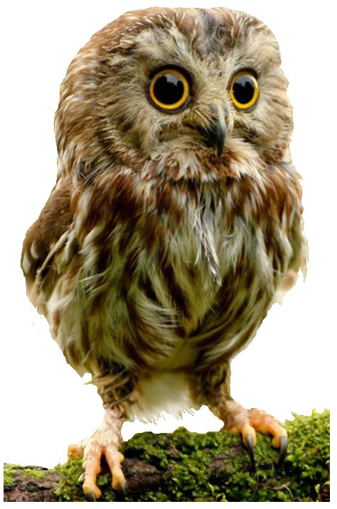 Owl Png Transparent Image Download Size 474x716px