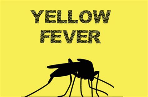 Yellow fever card is a one of the prerequisites for travelers who wants to leave nigeria. Report reveals govt officials stole Yellow Fever cards, sell in open markets | International ...
