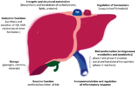 Download scientific diagram | schematic diagram of the normal liver. Schematic representation of the principal liver's functions. | Download Scientific Diagram